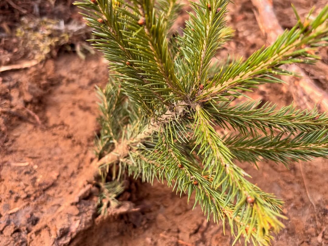 «Лес! Дабро! Парадак!»: труд профактива